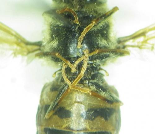 Stratiomys cenisia